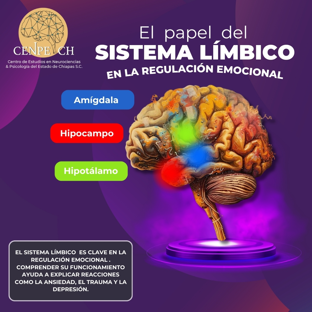 🔍‼️ Descubre cómo el sistema límbico influye en tu bienestar y aprende a gestionarlo ‼️