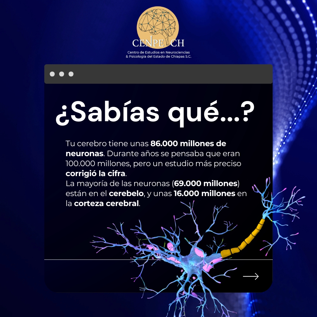 🧠 ¿Sabías que tu cerebro no tiene 100.000 millones de neuronas?