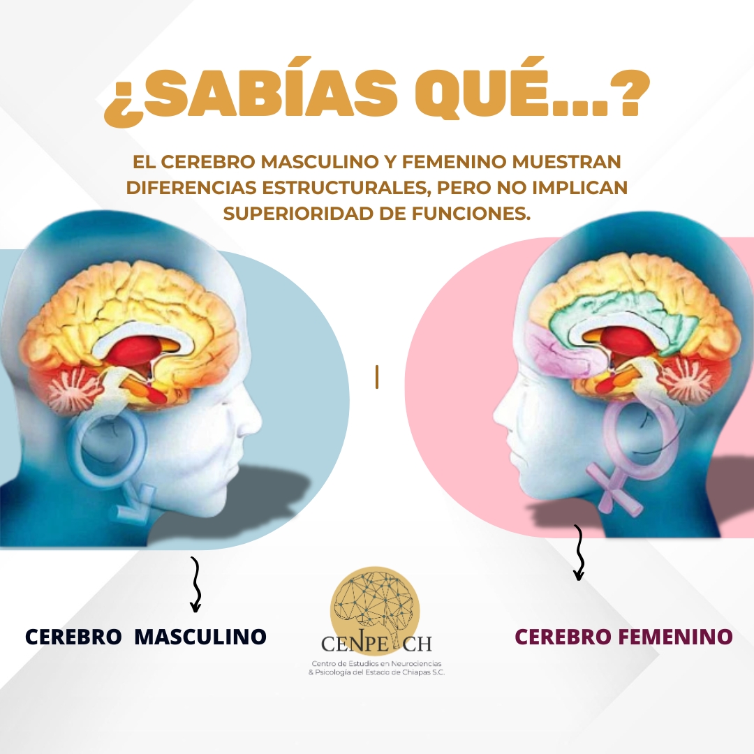 🧠 ¿Sabías que el cerebro masculino y femenino presentan diferencias estructurales?