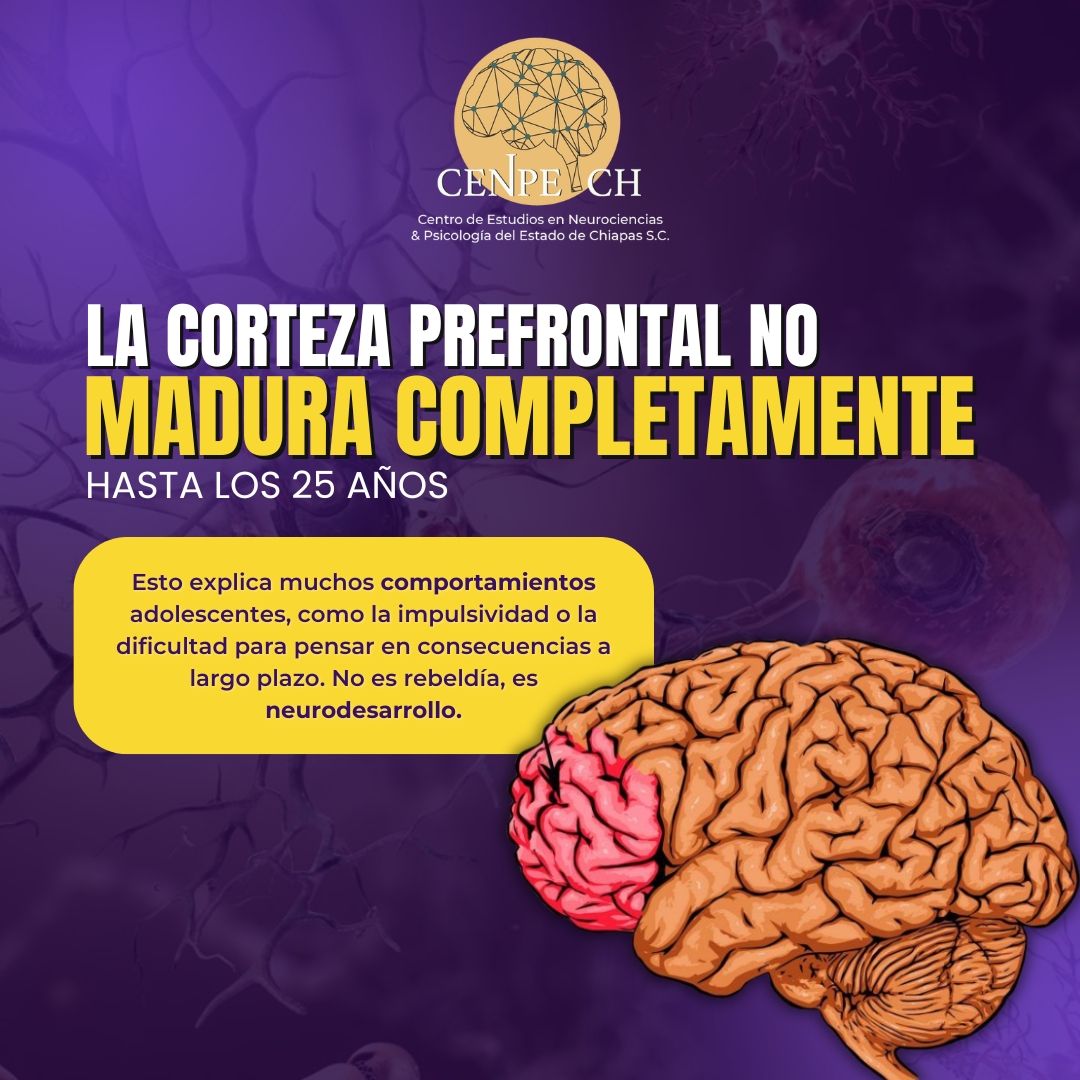 🔍 ¿Por qué los adolescentes actúan de forma impulsiva?