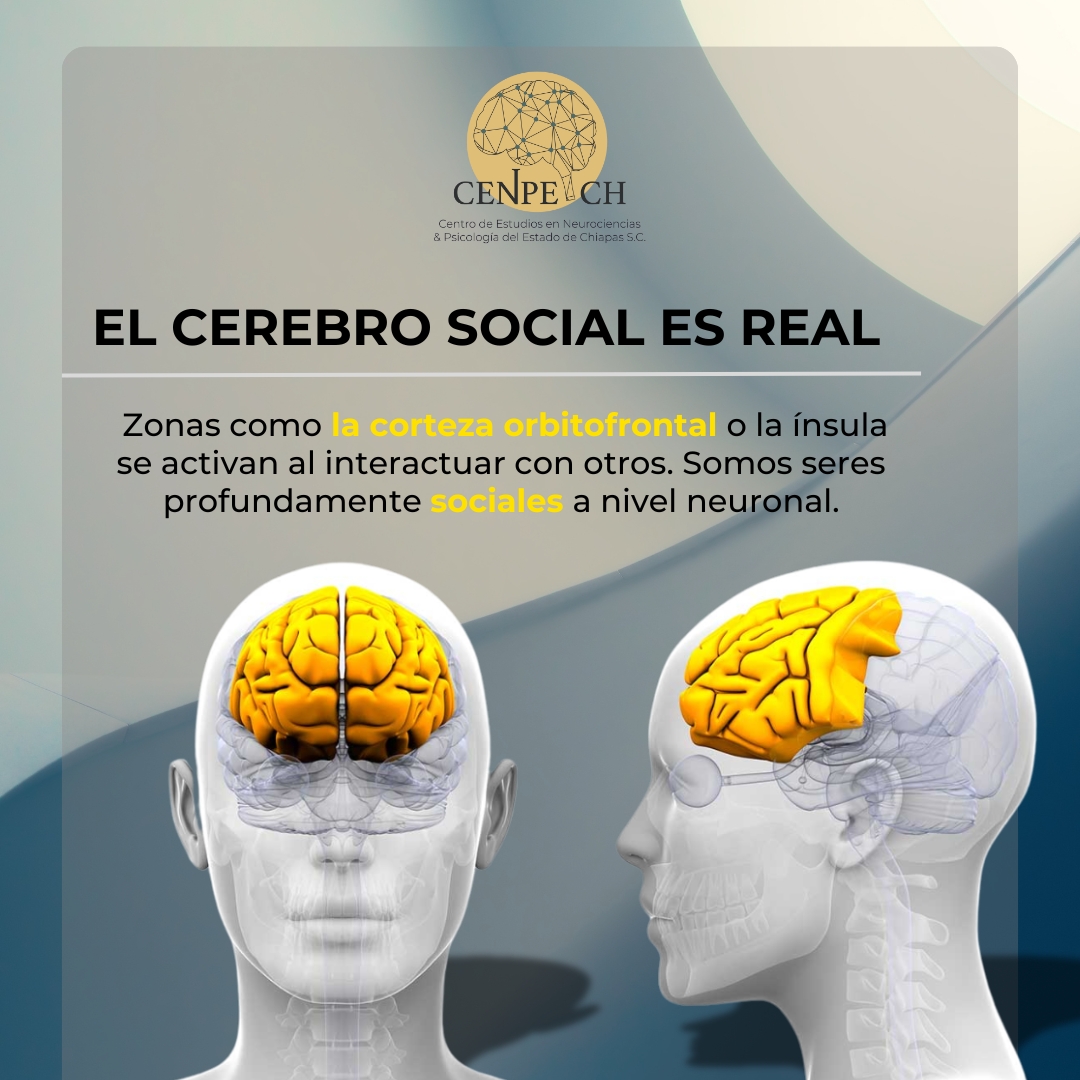 📌¿Sabías que tu cerebro se activa al socializar? 🧠💬