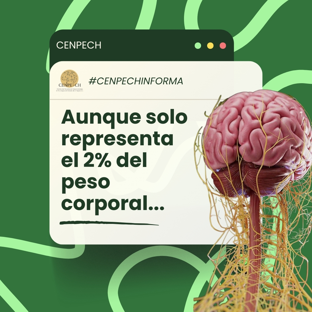 Fotografía 🧠 ¿Sabías que tu cerebro consume más energía que cualquier otro órgano?
