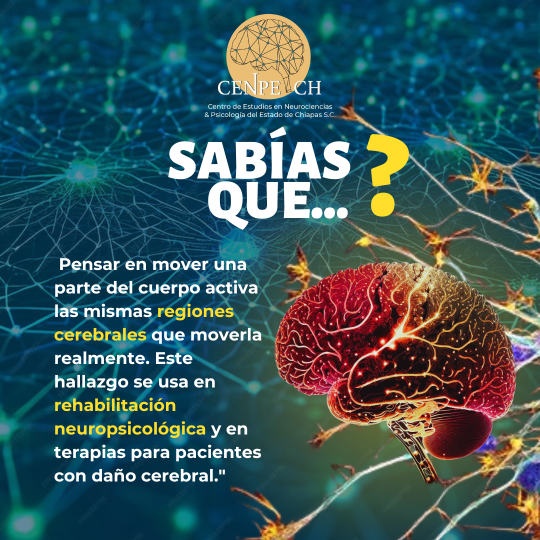 Fotografía Sabías qué...? #Neuropsicología